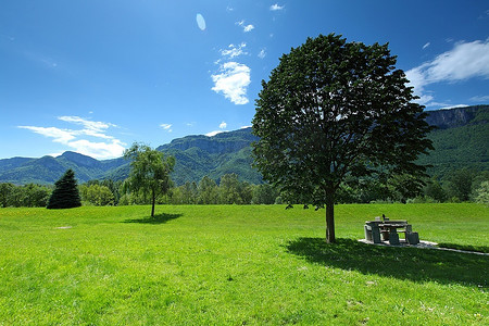 16635摄影照片_草地上阿尔卑斯山树的美丽景色