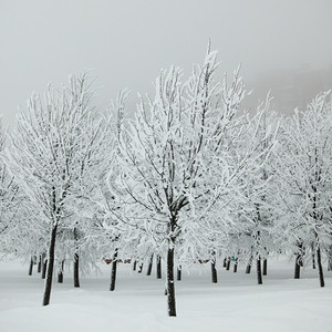 冬季树木在雪白的背景