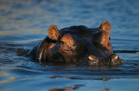 河马(Hippopotamus Biibius)在水池中游泳