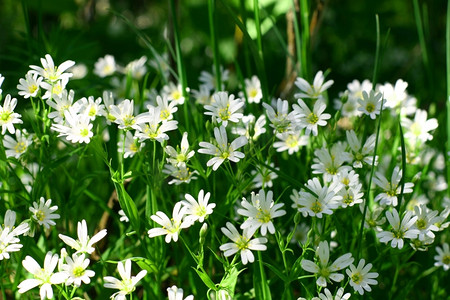 春背景摄影照片_白色的春花自然背景