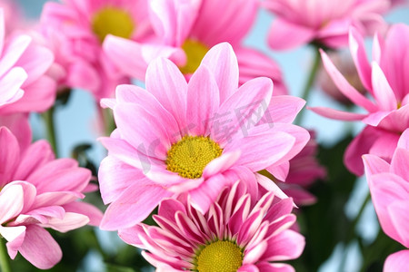 粉色菊花宏特写瓜叶菊大丽花