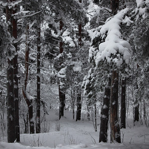 冬季树木在雪白的背景