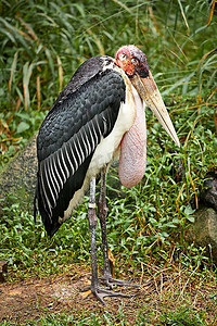 黑腹鹤(Leptoptilos Crumeniferus)