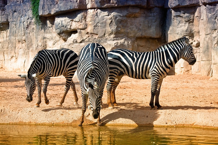 三只斑马在浇水照片