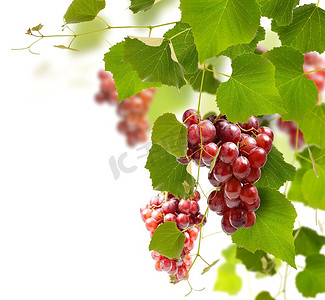 红葡萄摄影照片_葡萄藤上的红葡萄