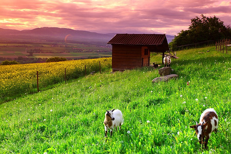 太阳升起时，绿草中的山羊