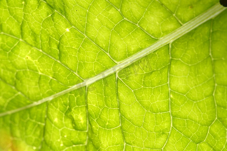 绿色叶脉宏观特写