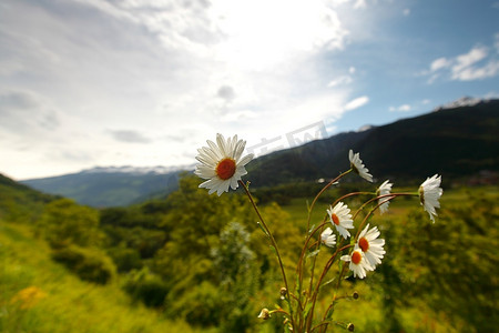 洋山摄影照片_瑞士阿尔卑斯山美丽的洋甘菊