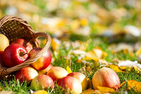 苹果树远景摄影照片_秋天，红色多汁的苹果散落在黄叶上