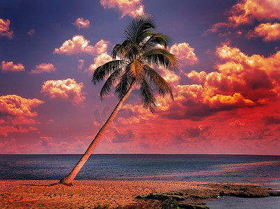 红色海滩摄影照片_日落的海洋和孤独的棕榈树
