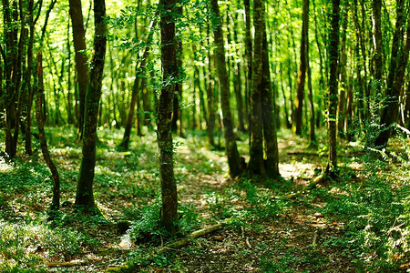森林摄影照片_阳光明媚的夏季森林