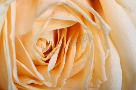 橙色浪漫摄影照片_美丽的橙色玫瑰宏观特写镜头黑色
