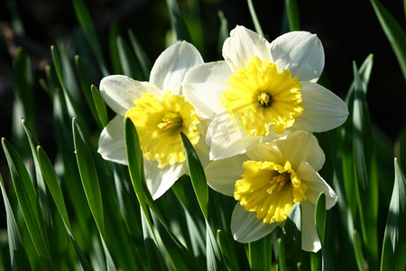 春背景摄影照片_绿色背景下的春黄水仙