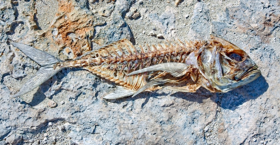 躺在海滩石头上的鱼骨架