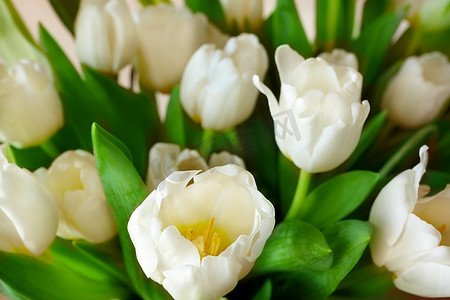复活节白色郁金香，选择性地专注于最近的部分