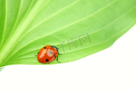 叶子上的瓢虫离体在白色上瓢虫澳洲瓢虫