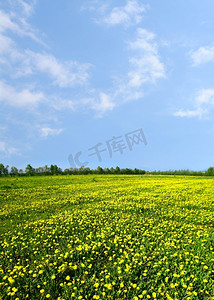 黄色蒲公英绿色田野自然背景