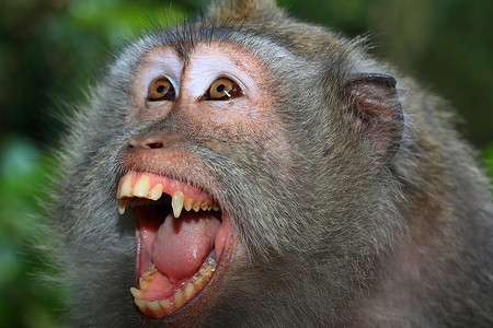 愤怒的野生猴子(长尾猕猴)肖像