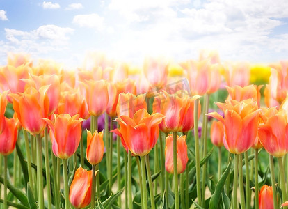 回族花儿摄影照片_五颜六色的郁金香花儿，特写