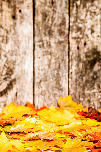 落下的枫叶在古老的木质背景下形成秋天的边框