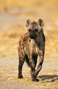 斑点鬣狗(Crocuta Cocuta)站在大草原上