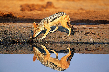 黑背狼(Canis Mesomelas)在水坑