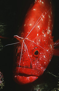 莫桑比克，印度洋，西红柿鳕鱼(Cephalophlis Sonnerati)正在被更清洁的虾(Lysmata Bobinensis)清洗，特写