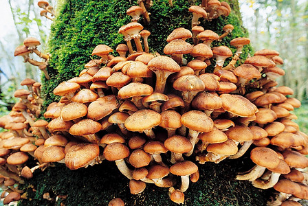 从树上长出的蘑菇