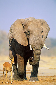 african摄影照片_非洲象(Loxodonta African Ana)和草原瞪羚