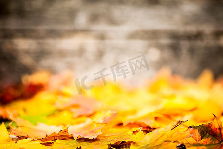 在老木质背景上，黄色枫叶衬托出秋天的边框。极浅景深
