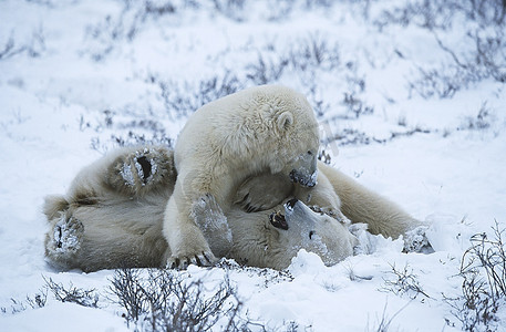 加拿大，丘吉尔，北极熊幼崽在雪地里玩耍