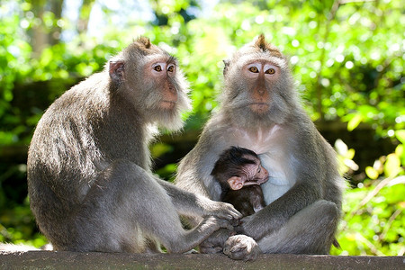 父亲孩子摄影照片_猴科-长尾猕猴-父亲、母亲和孩子