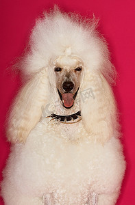 粉色背景上的白色贵宾犬