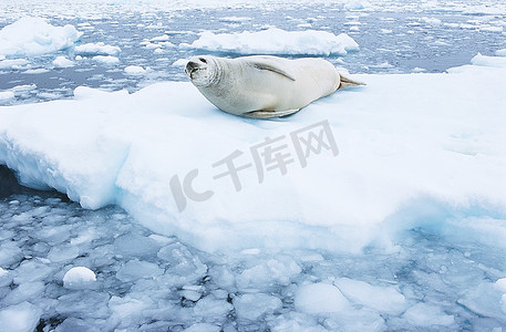 躺在冰流上的毛海豹