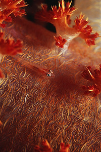宿主摄影照片_软珊瑚上的多宿主虾虎鱼