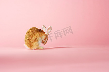 兔子粉色摄影照片_粉色背景上的兔子打扮