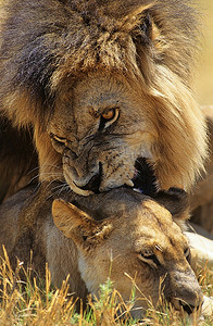 大草原上的雄狮咬狮女