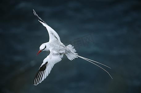 镂空小鸟摄影照片_红嘴热带鸟在海面上飞行，俯瞰