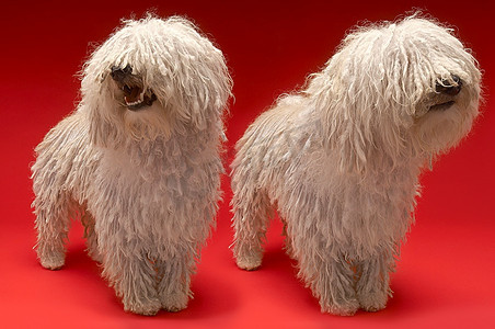 两只红色背景的Komondor狗