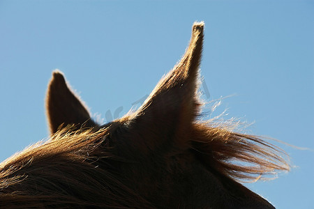 动物特写摄影照片_棕色的马顶着天空特写耳朵