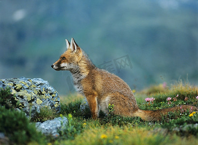 狐狸坐在岩石边
