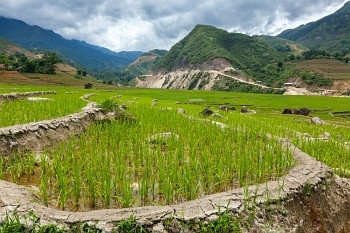 rice摄影照片_稻田梯田（Rice Field Terraces）。靠近Cat Cat村，靠近Sapa，美奈
