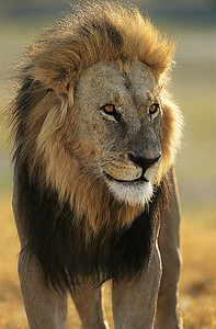 王者雄狮摄影照片_雄狮
