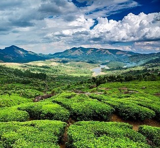 印度喀拉拉穆纳尔茶园景观。