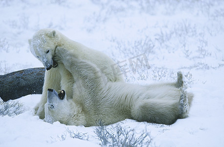 下雪玩耍摄影照片_加拿大，丘吉尔，北极熊幼崽在雪地里玩耍
