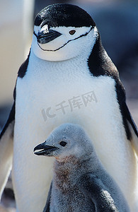 企鹅雏鸟与母亲的特写镜头