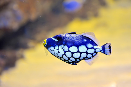 水族馆里的五颜六色的蝴蝶鱼