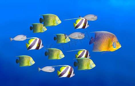 领导理念-大鱼领跑热带鱼群