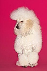 粉色背景上的白色贵宾犬