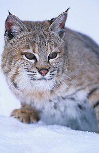 天猫跑步节摄影照片_雪地里的野猫